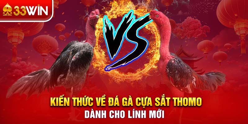 đá gà cựa sắt Thomo