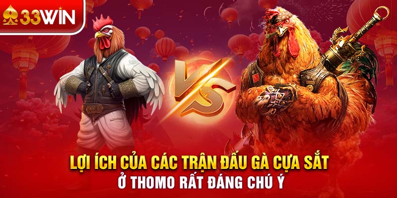 Lợi ích của các trận đấu gà cựa sắt ở Thomo rất đáng chú ý