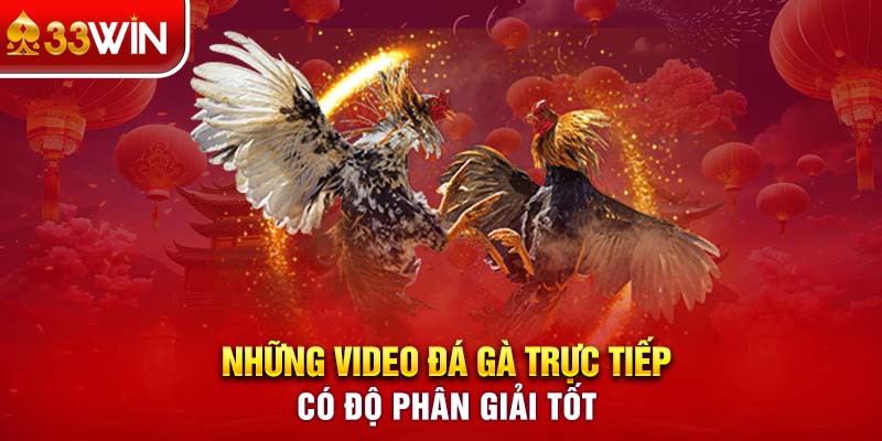 Những video đá gà trực tiếp có độ phân giải tốt